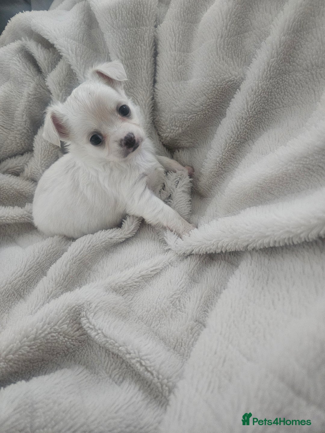 Chihuahua dogs for sale: Beautiful Chihuahua pups - Image 10