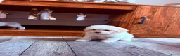 Maltipoo dogs for sale: F1B fully vaccinated maltipoo puppies - Advert 3