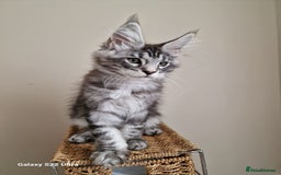 Maine Coon cats for sale: 🥰MC Kittens🥰 - Image 12