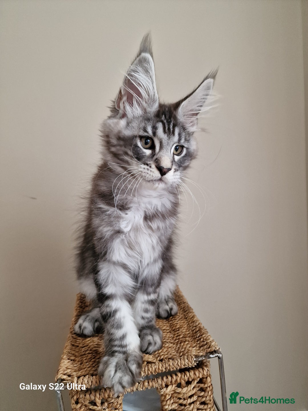 Maine Coon cats for sale: 🥰MC Kittens🥰 - Image 12