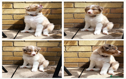 Australian Shepherd dogs for sale: Australian Shepherd puppies looking for new home in Peterborough - Image 1