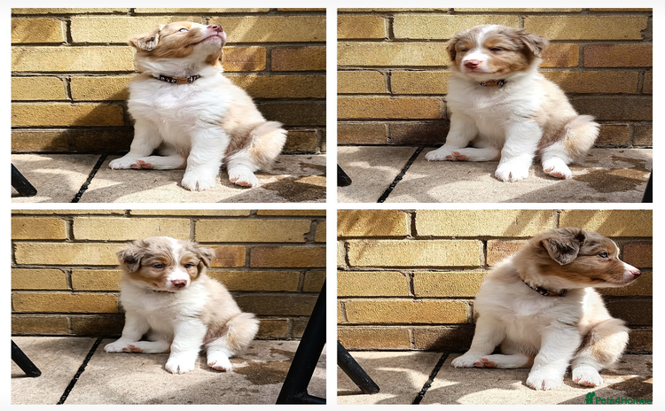 Australian Shepherd dogs in Peterborough - Advert 1