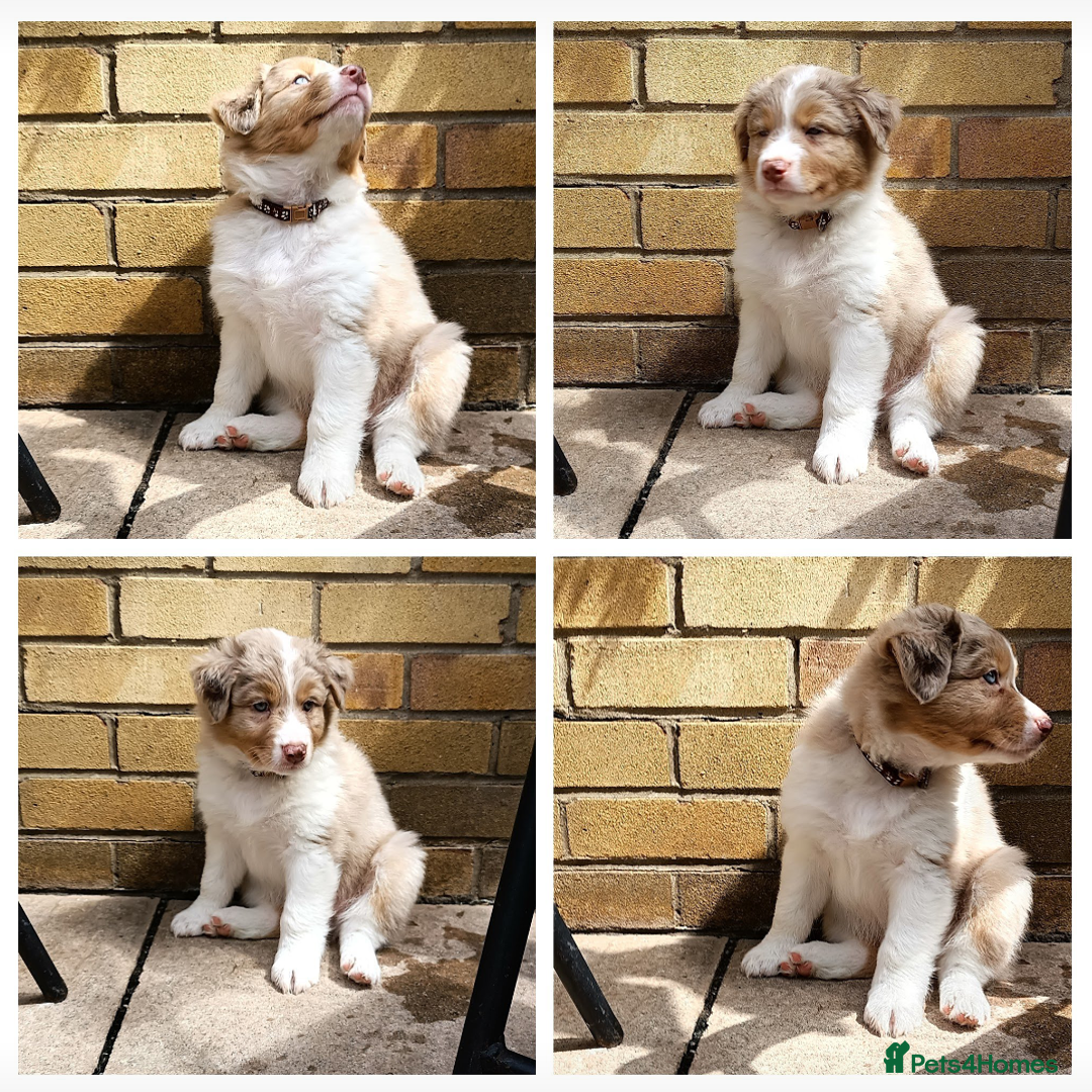Australian Shepherd dogs for sale: Australian Shepherd puppies looking for new home in Peterborough - Image 1