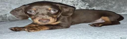 Miniature Dachshund dogs for sale: Adorable miniature dashounds. - Advert 3