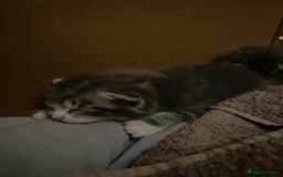Bengal cats for sale: Bengal cross kittens one grey boy one brown girl - Image 23
