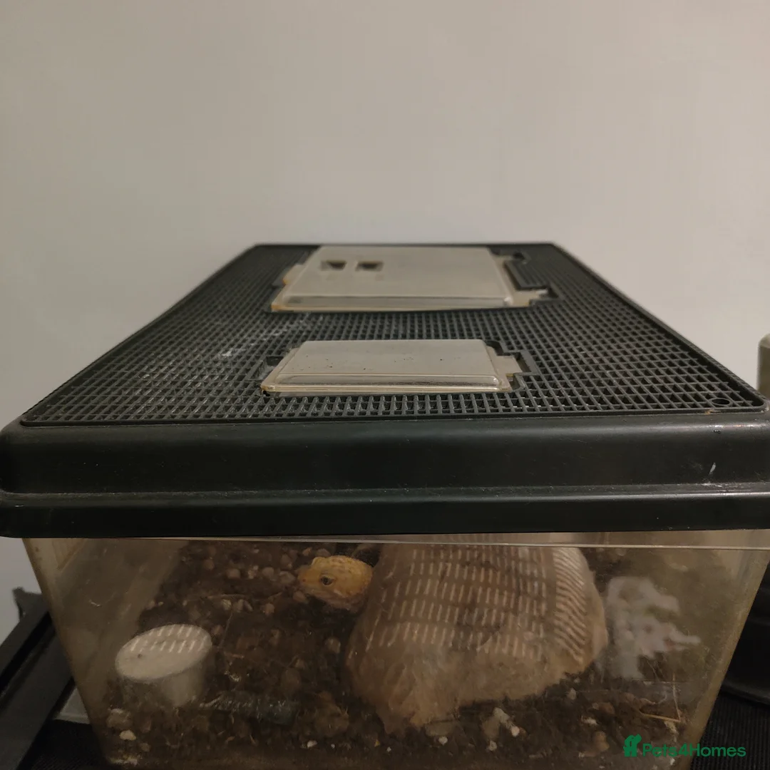Leopard Gecko reptiles for sale: 🦎 Leopard Gecko in London - Advert 4