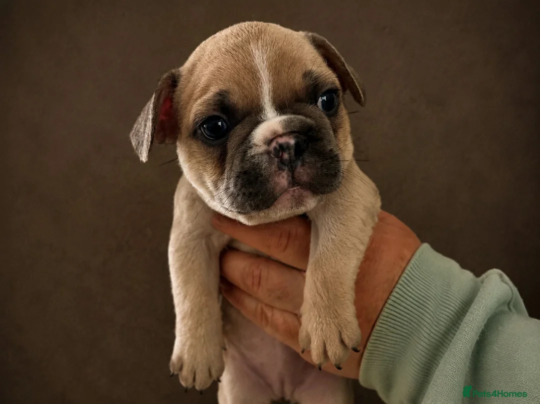French Bulldog dogs for sale:  Perfect French Bulldog Puppies in London - Advert 2