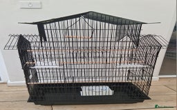 Budgerigars birds for sale: 2 green sibling budgerigars  - Image 5