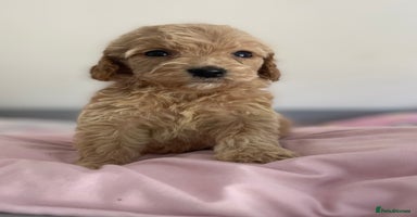 Cockapoo dogs - Advert 15