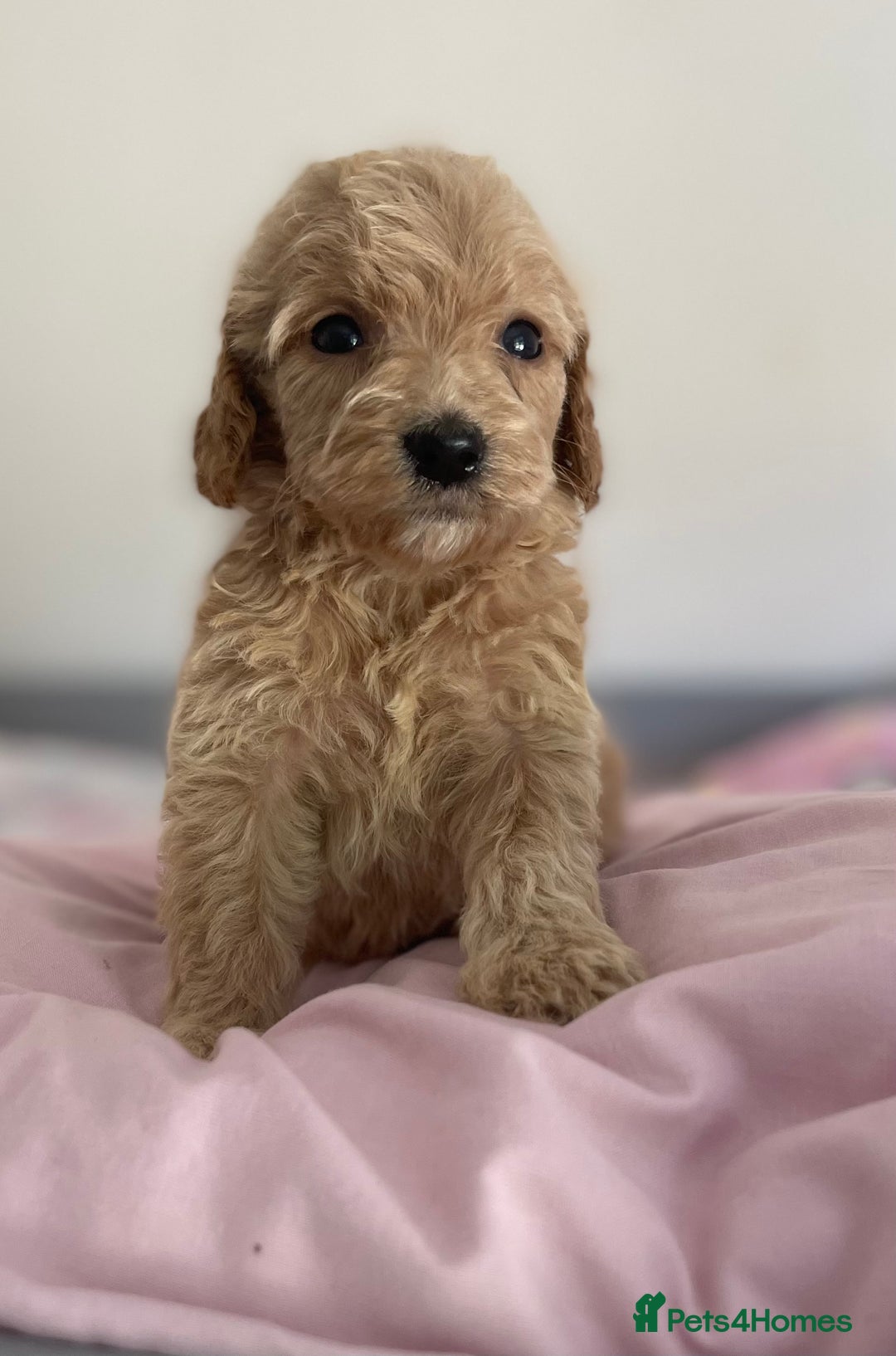Cockapoo dogs for sale: Cockapoo puppies  - Image 20