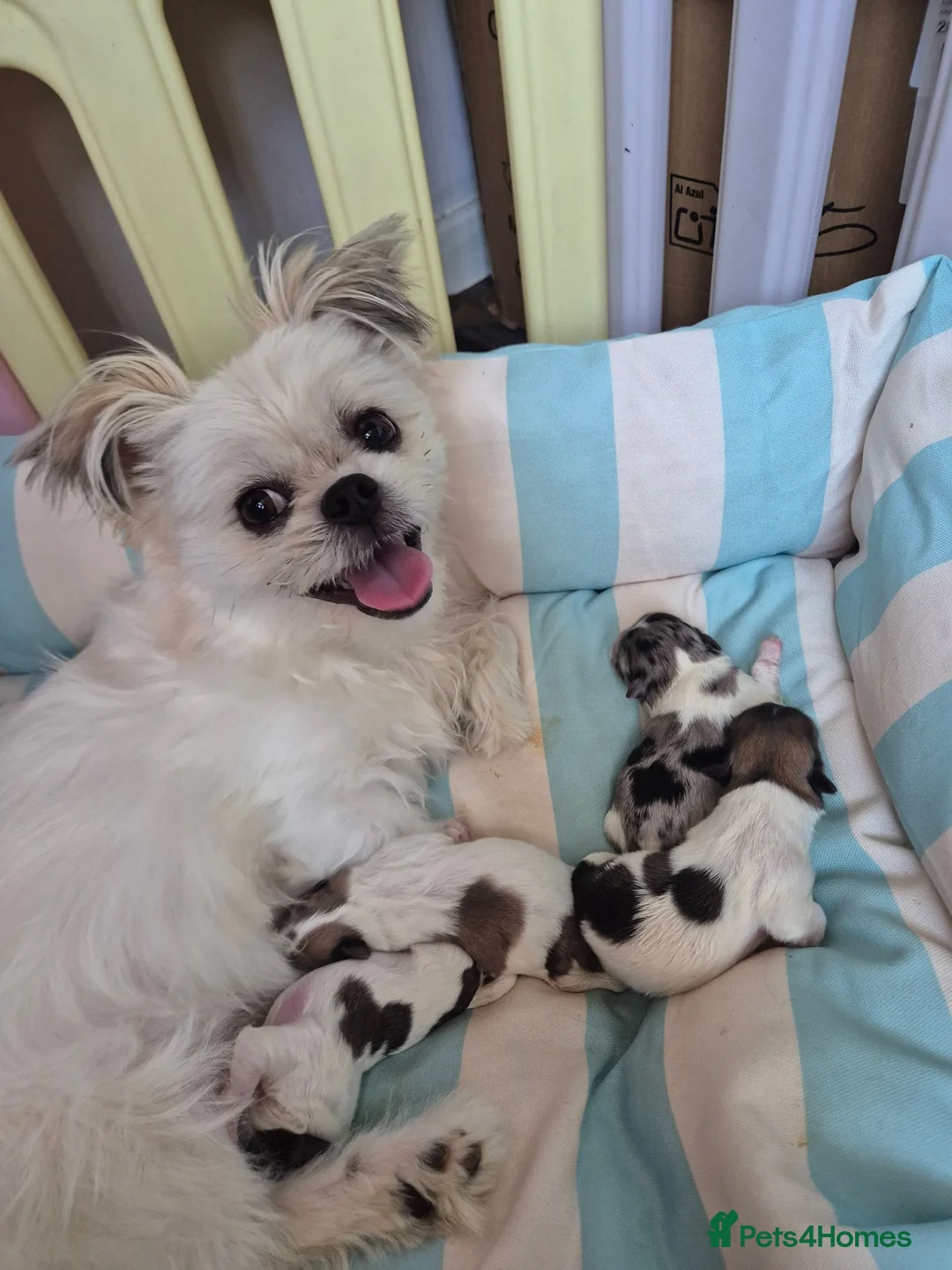 Shih Tzu dogs for sale: Shih tzu puppies in Alfreton - Advert 1