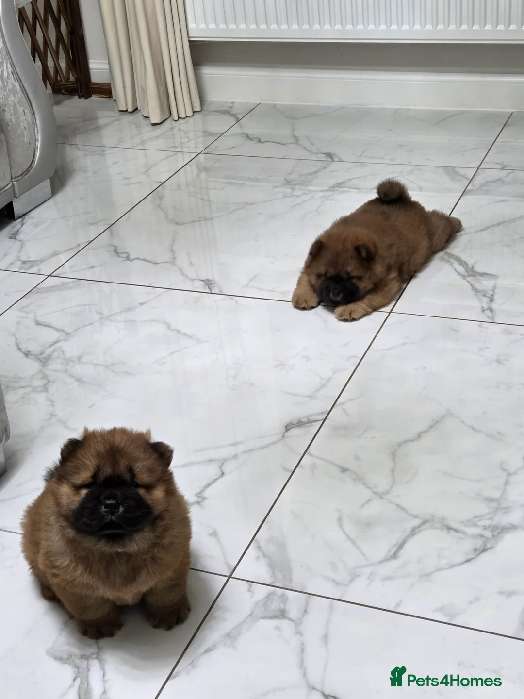 Chow Chow dogs for sale: READY NOW !!! KC REGISTERED CHOW CHOW GIRL - Advert 16