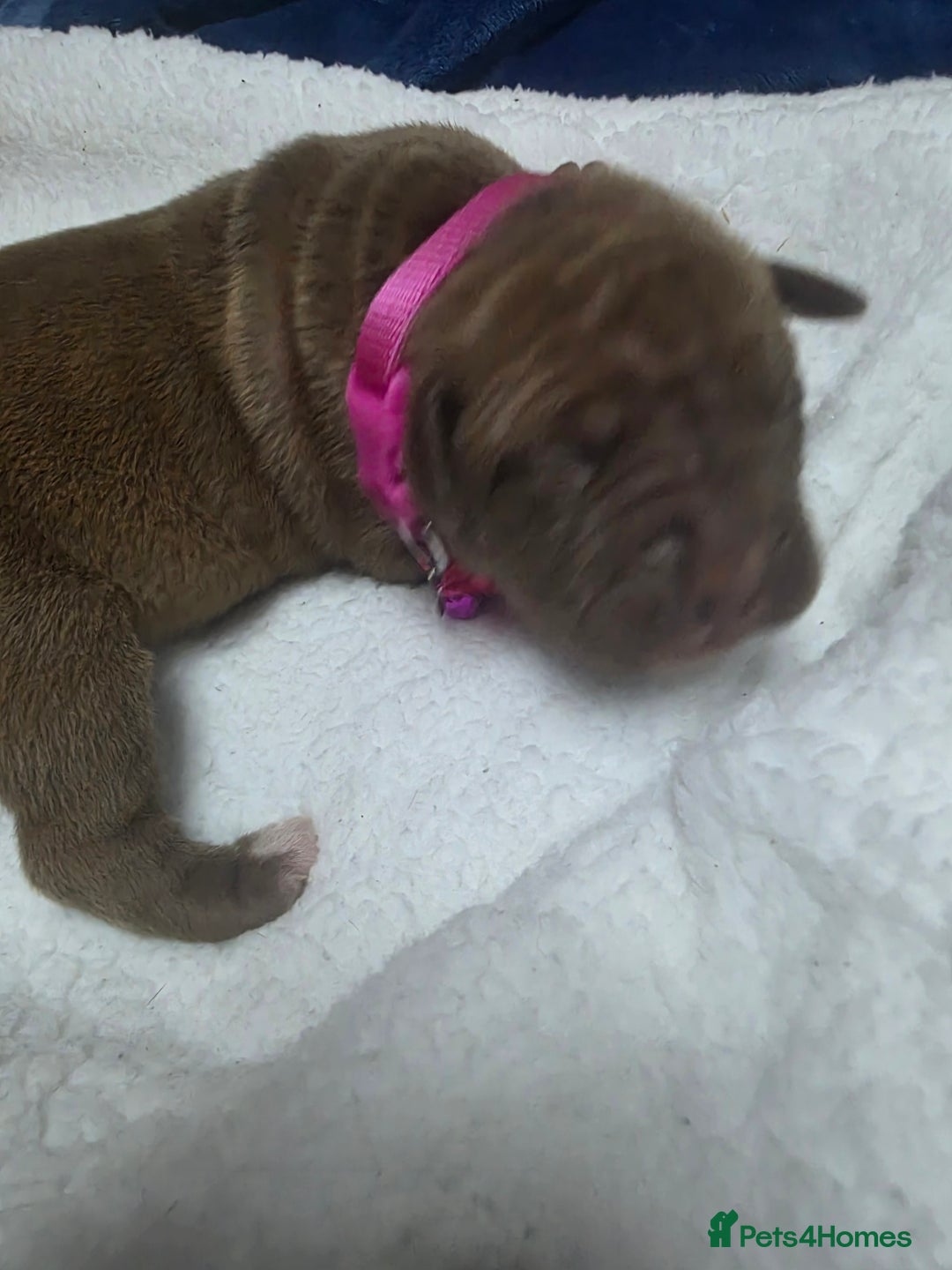 Mixed Breed dogs for sale: Dogue de bordeaux x staff puppies  - Image 1
