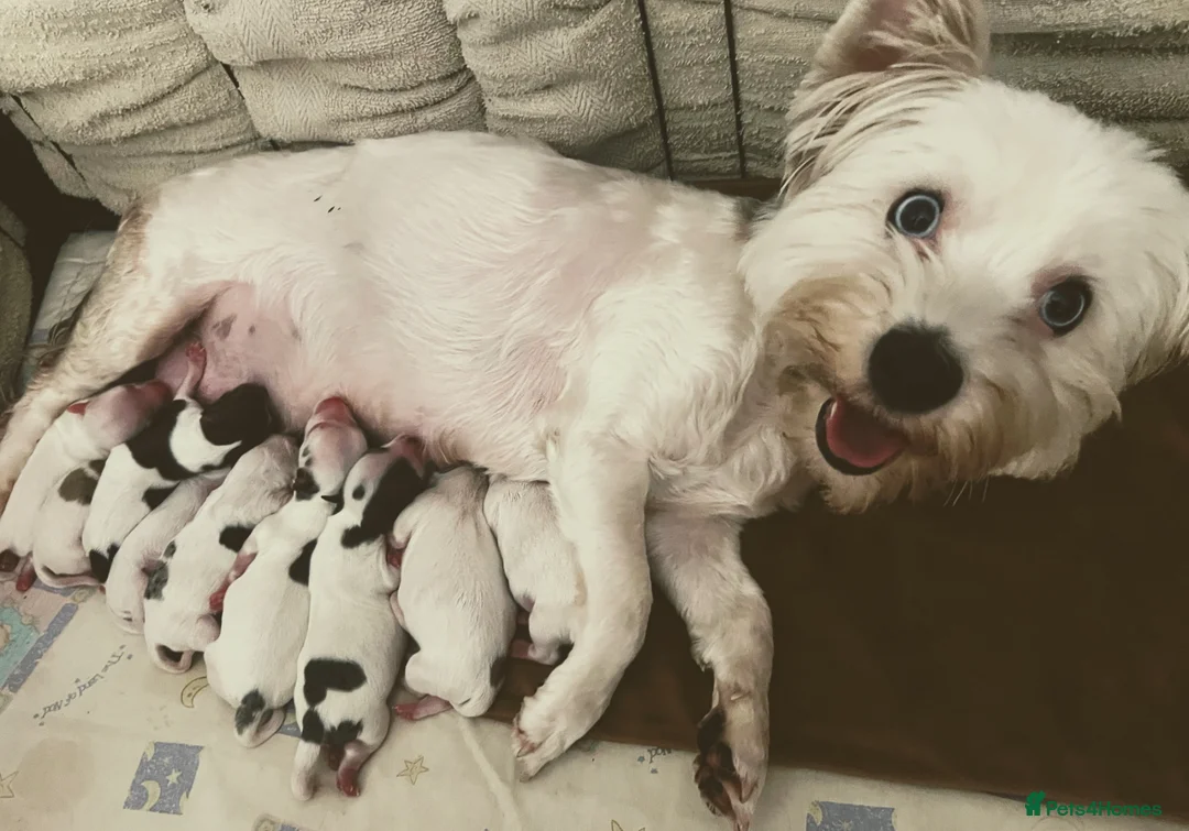 Yorkshire Terrier dogs for sale: Yorkie Puppies - Ready to Steal Your Hear! ✨🐾 - Advert 12