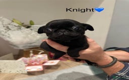 Pug dogs for sale: 🐶 KC Registered Pug Puppies-Ready Now! 🐶 - Image 3