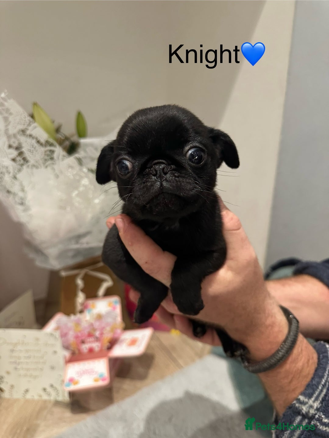 Pug dogs for sale: 🐶 KC Registered Pug Puppies-Ready Now! 🐶 - Image 3