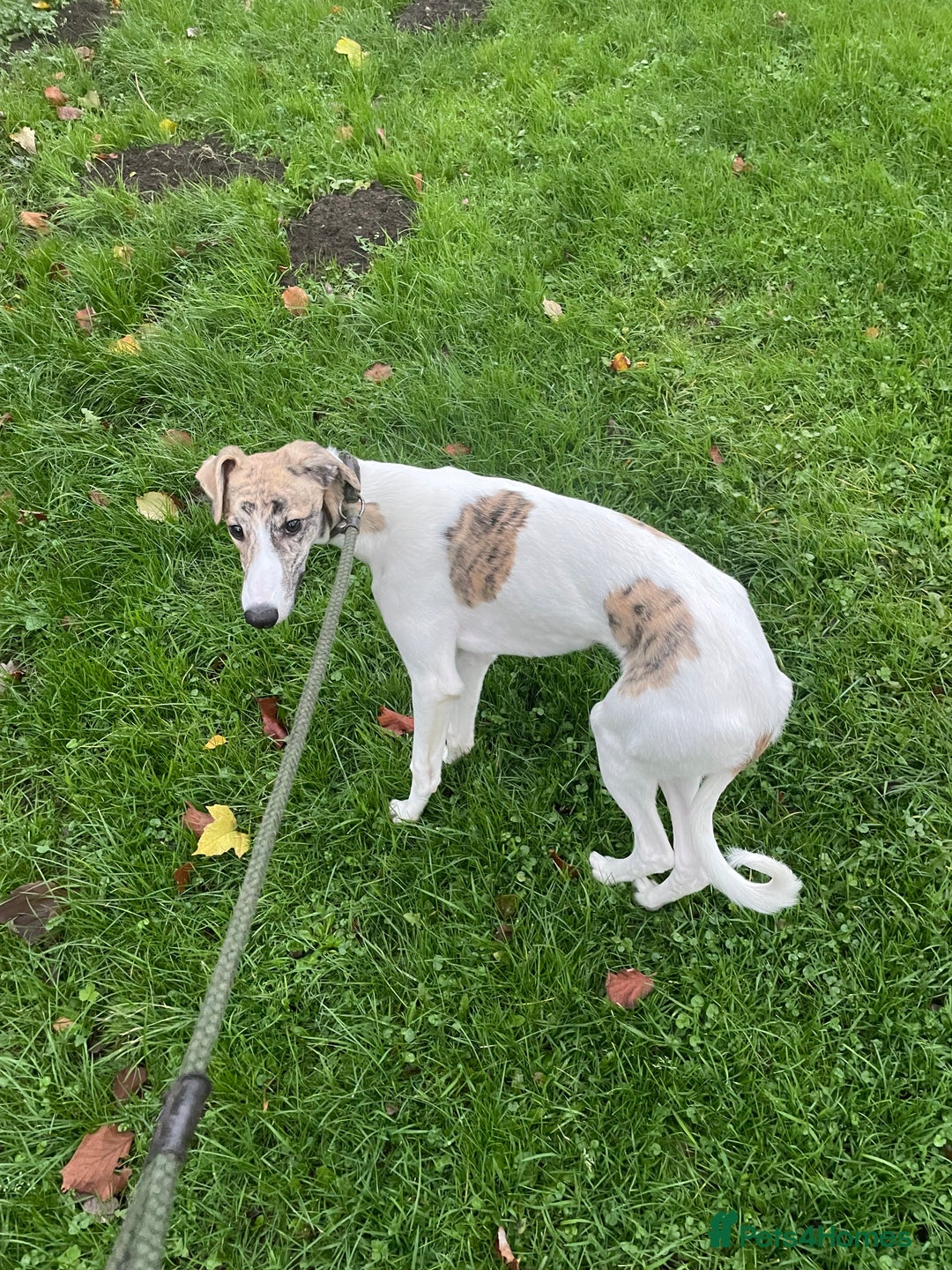 Lurcher dogs for sale: COLLIE WIPPET X SALUKI GREYHOUND PUP LAST ONE - Advert 4