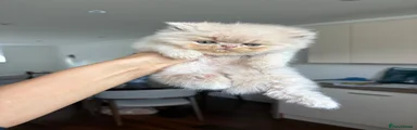Persian 1