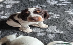 Cocker Spaniel dogs for sale: KC Registered Show Cocker Spaniel Puppies  - Image 19