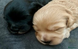 Maltipoo dogs for sale: Two cuddly little maltipoo boys - Image 13
