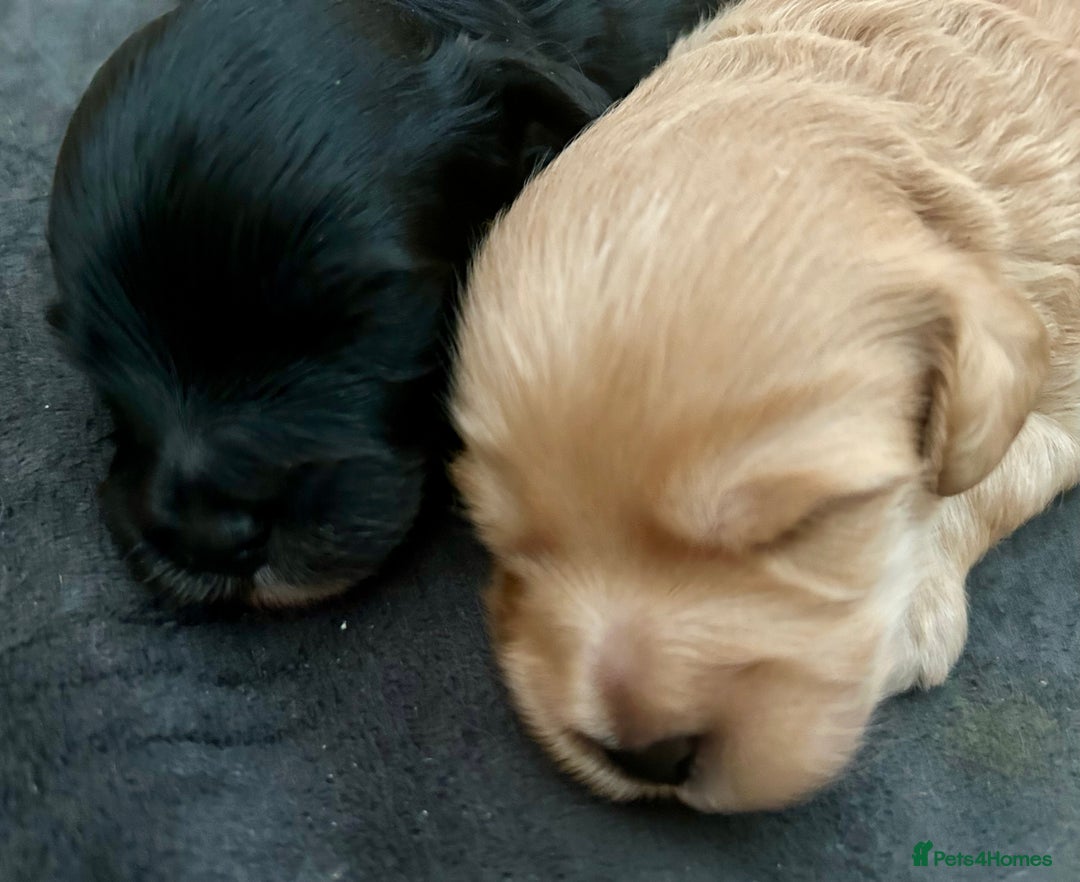 Maltipoo dogs for sale: Two cuddly little maltipoo boys - Image 13