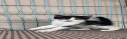 Mixed Breed cats for sale: Last !!! Long hair kitten - Advert 5