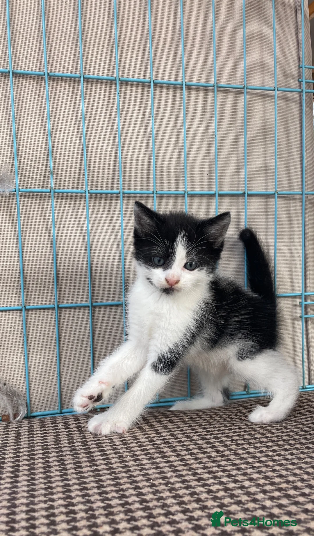 Mixed Breed cats for sale: Last !!! Long hair kitten - Advert 5