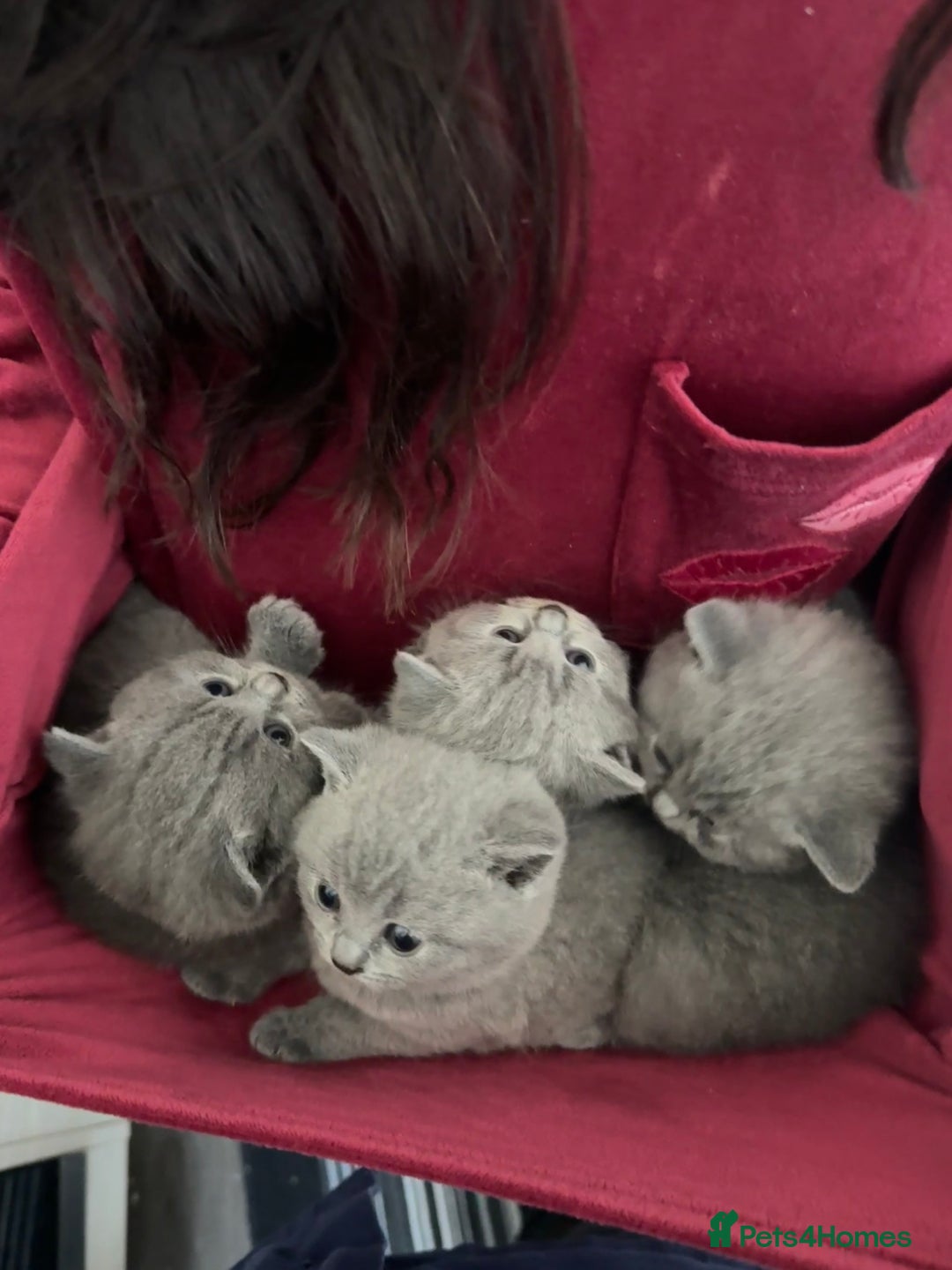 British Shorthair cats for sale: 💙 Beautiful British Shorthair Blue Kittens 💙 - Advert 2