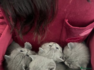 British Shorthair cats 💙 Beautiful British Shorthair Blue Kittens 💙 - Advert 9
