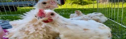 Chickens poultry for sale: Millifleur bantams smooth/frizzle - Advert 3