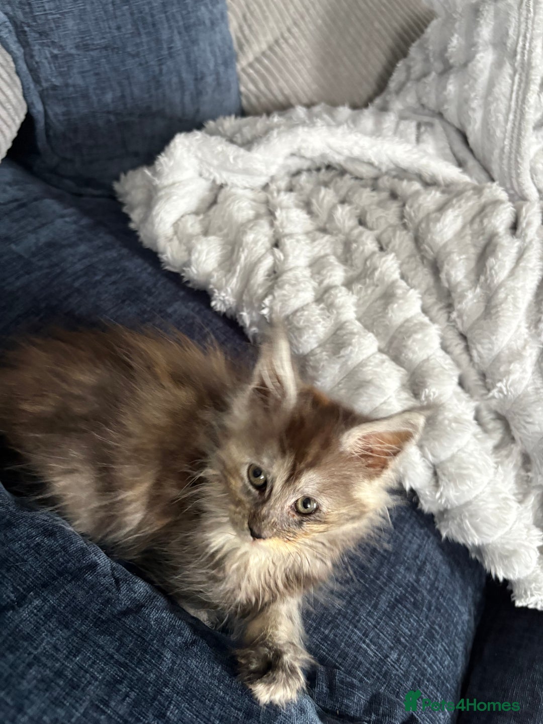 Maine Coon cats for sale: Stunning pedigree mc kitten girl - Image 7