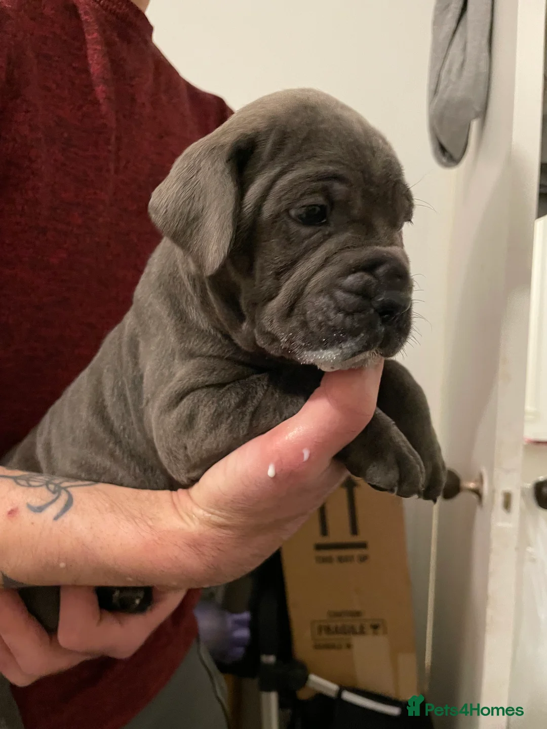 Cane Corso dogs for sale: Beautiful BlueBlood Cane Corso litter 4 Girls - Advert 3