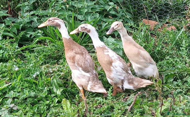 Ducks poultry - Advert 1
