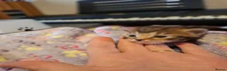 Mixed Breed cats for sale: Kittens - Advert 11