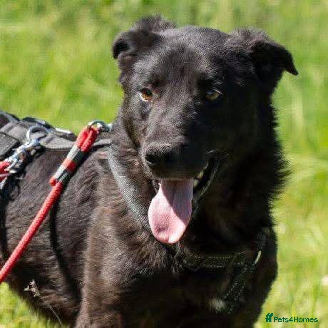 Mixed Breed dogs for adoption: Meet Toby – The Friendliest Boy You’ll Ever Meet! - Advert 4