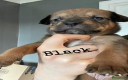 American Bull Staffy dogs for stud: Crash Bandicoot Staffweiler e ATAT d DNA tested ✅✅ - Image 22