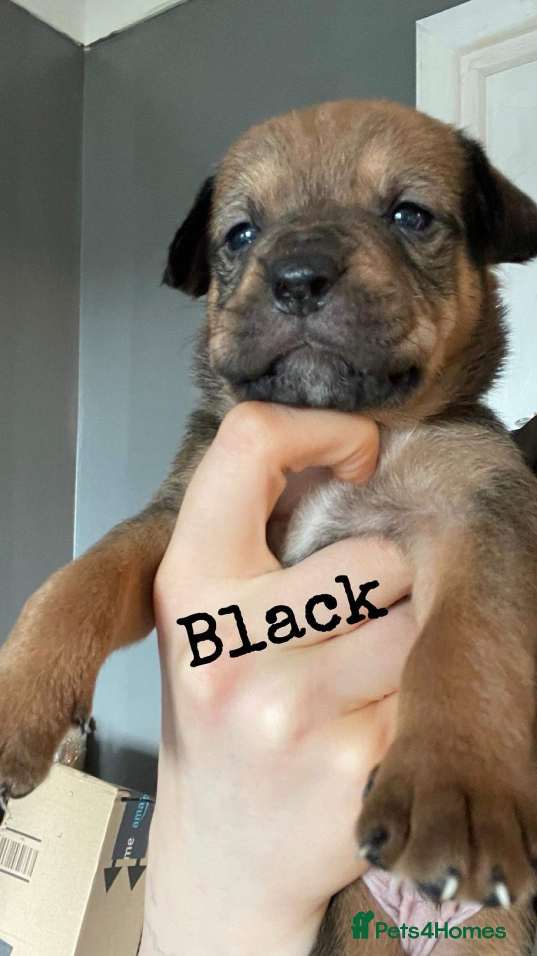 American Bull Staffy dogs for stud: Crash Bandicoot Staffweiler e ATAT d DNA tested ✅✅ - Image 22