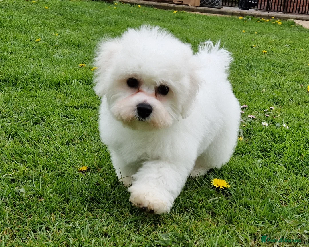 Mixed Breed dogs for sale: UNIQUE STUNNING HEALTH TESTED COCKACHON PUPPIES - Advert 4