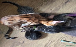 Bengal cats for sale: Bencoons, Bengal mum Maincoon Dad - Image 1