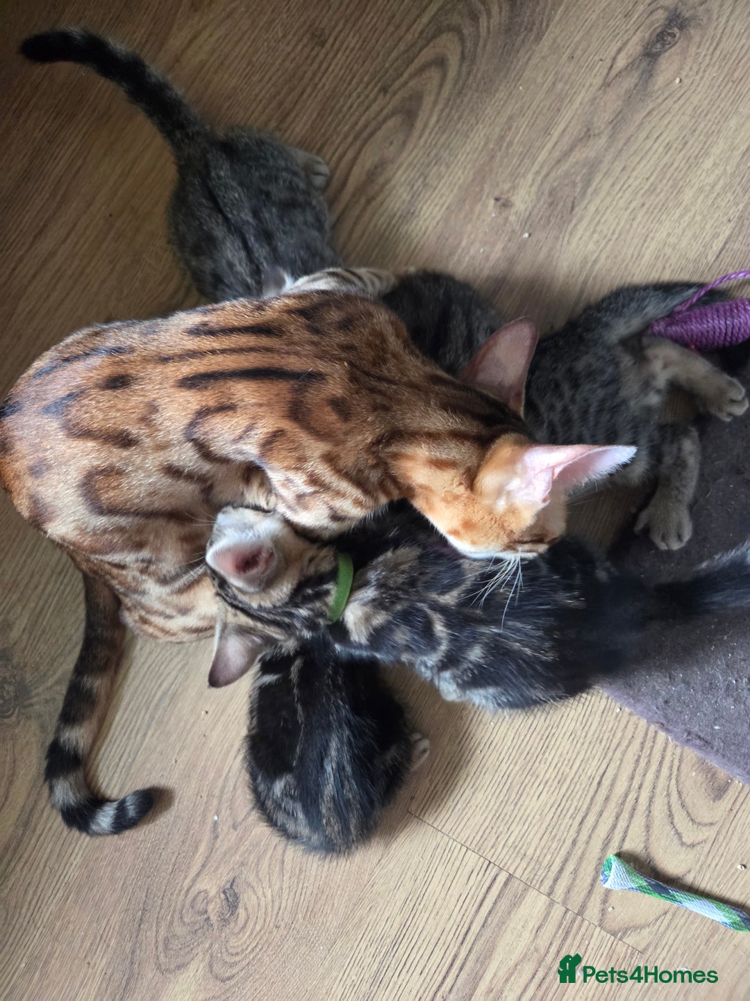 Bengal cats for sale: Bencoons, Bengal mum Maincoon Dad - Image 1