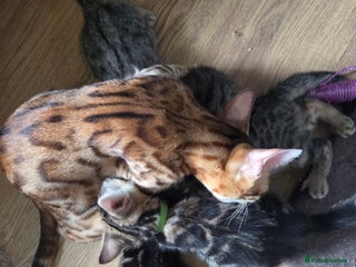 Bengal cats - Advert 34