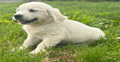 Golden Retriever dogs - Advert 1