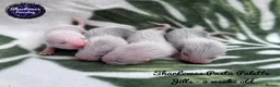 Ferret rodents for sale: Ferret kits  - Advert 6