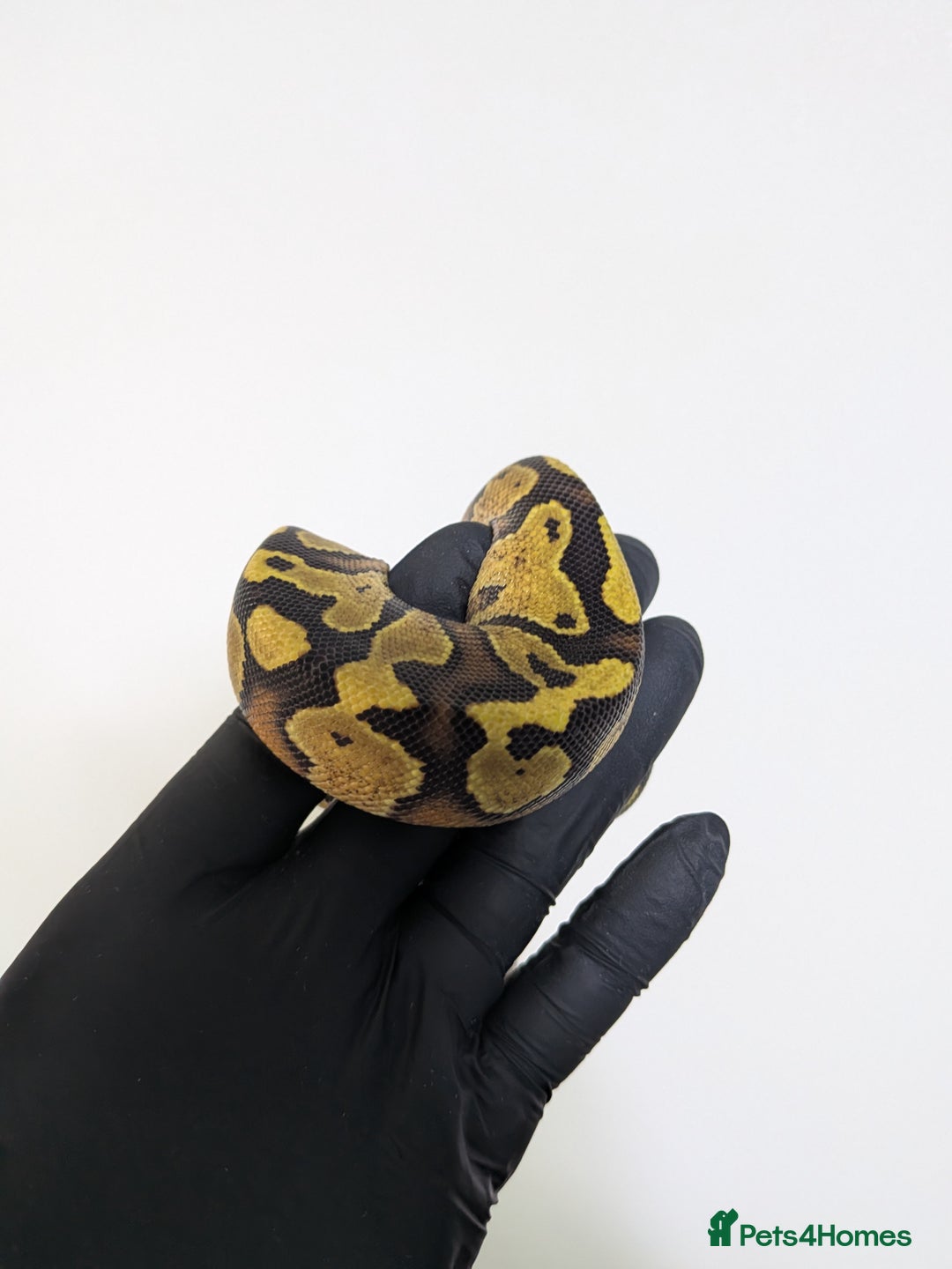 Python Snake reptiles for sale: Multiple royals available  - Image 9