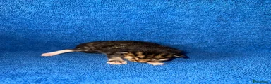Mixed Breed Kitten 1