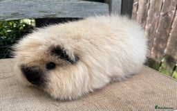 Guinea Pig rodents for sale: Lovely Swiss sow - Image 4