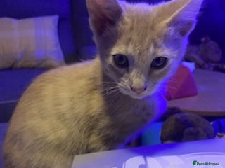Mixed Breed cats Last little boy looking for forever home - Advert 12