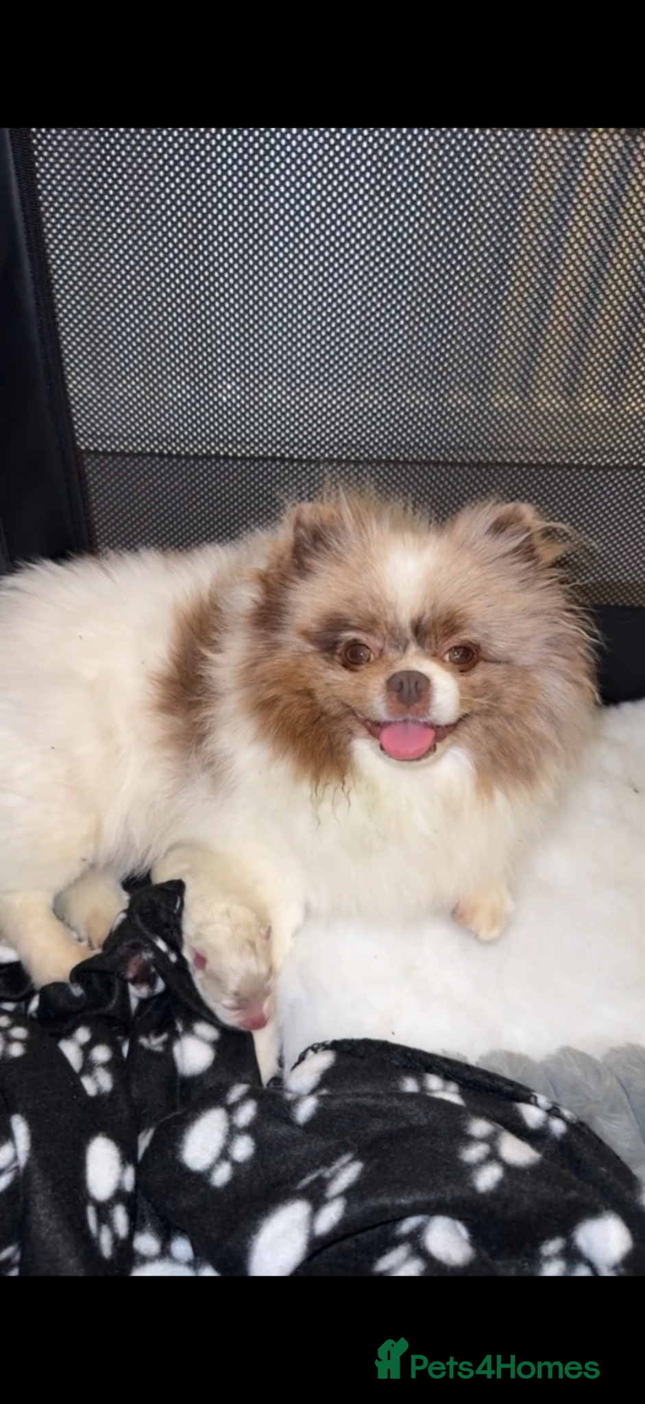 Pomeranian dogs Stunning rare lilac white parti with hazel eyes  - Advert 18