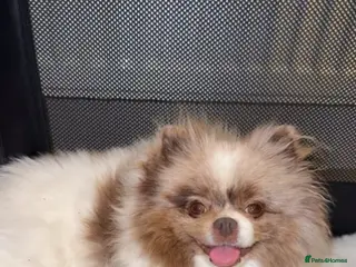 Pomeranian dogs Stunning rare lilac white parti with hazel eyes - Advert 18