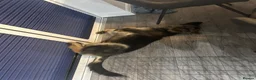 German Shepherd dogs for sale: Loving German shepherd female 19 month old - Advert 8